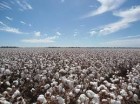 cotton