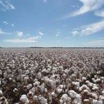 cotton
